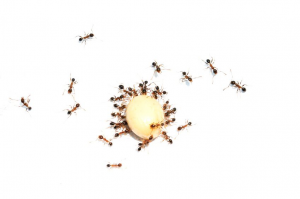ant_gel