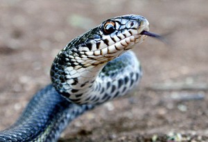 snake_catcher
