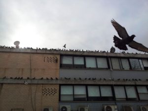 Чем опасны голуби: болезни, переносимые голубями в Израиле