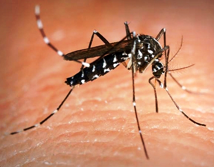 азиатский-комар-в-израиле