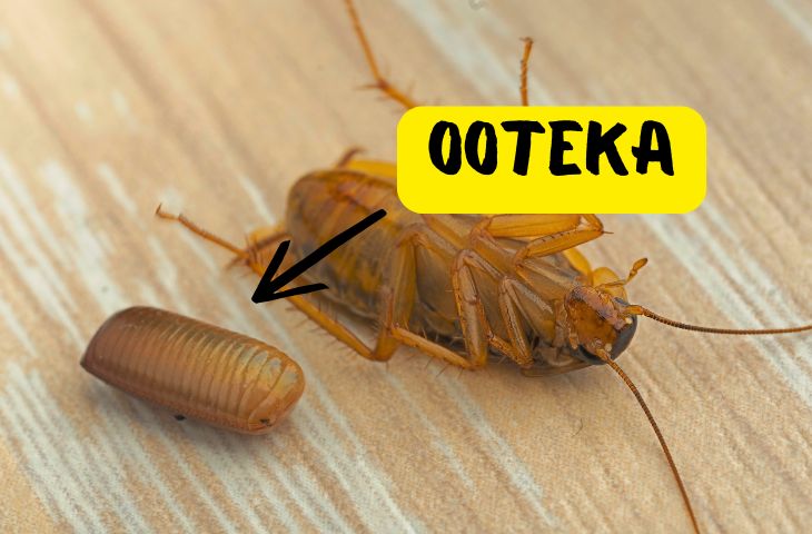 Кокон таракана