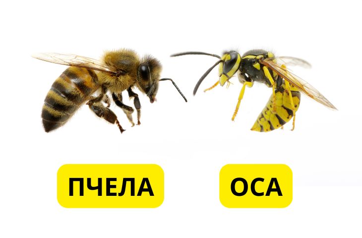 Оса и пчела