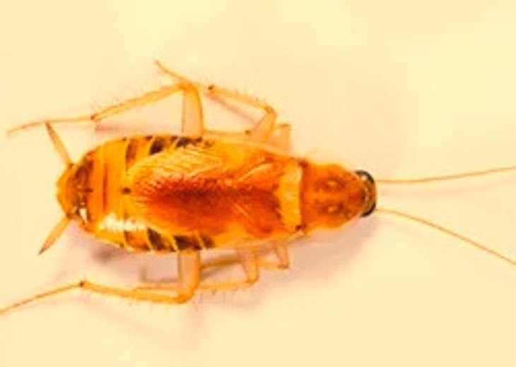 Мебельный таракан