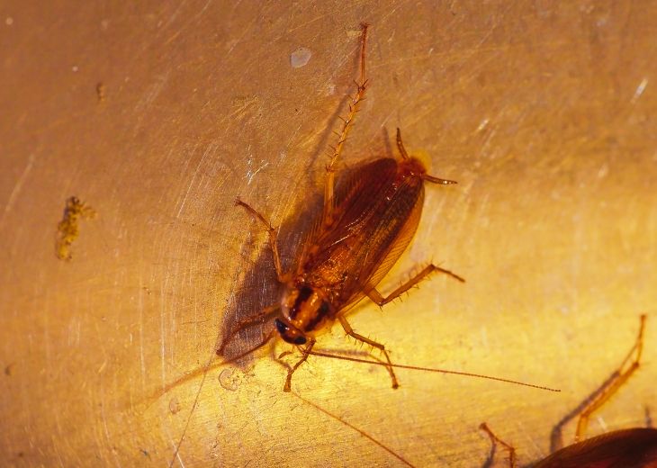 Таракан прусак