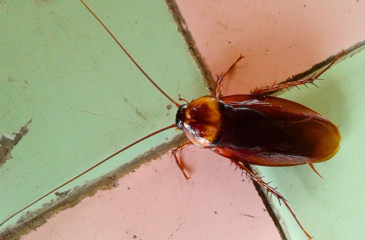 Пальмовый таракан