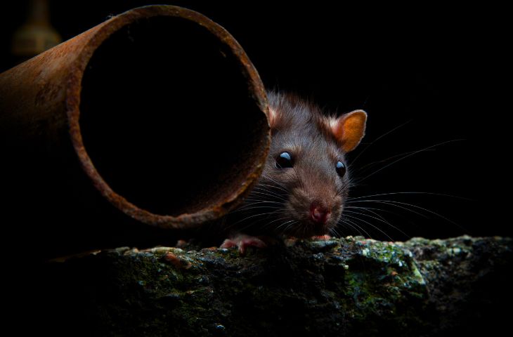 Грызуны в Израиле