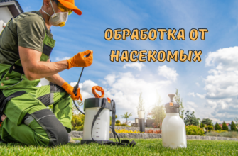 Обработка от насекомых в Израиле: что нужно знать?