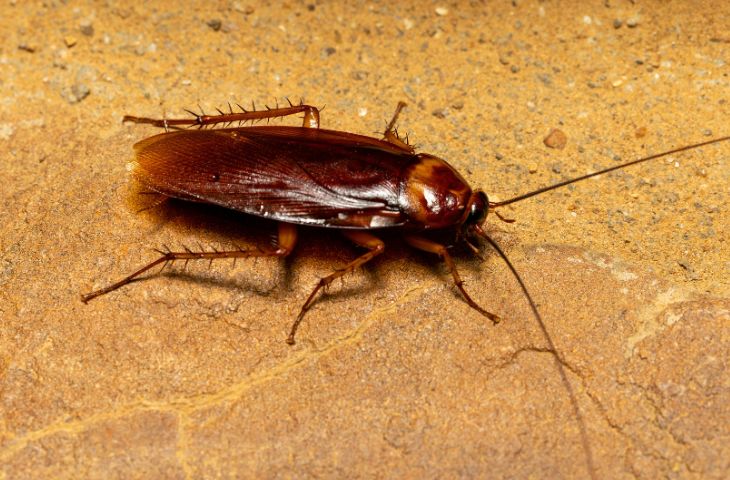 Американский таракан (Periplaneta americana)