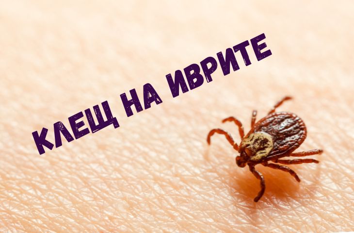 Клещ на иврите