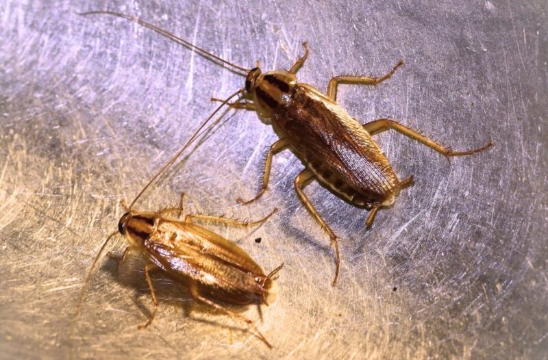 Рыжий таракан (Blattella germanica)