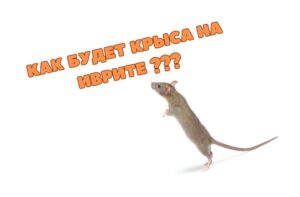 Как будет крыса на иврите полезная информация