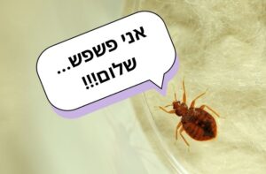 Клопы на иврите О ночном кровопийце в Израиле