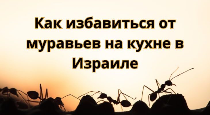 Как избавиться от муравьев на кухне в Израиле