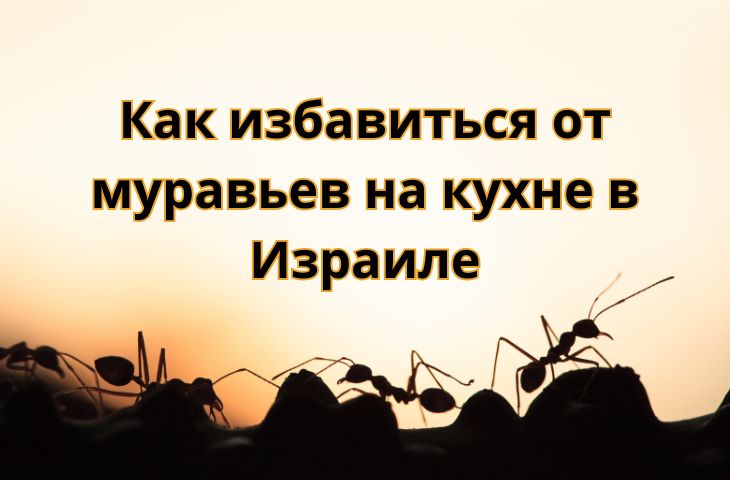 Как избавиться от муравьев на кухне в Израиле