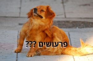 Блохи на иврите Маленькие прыгуны но большие проблемы