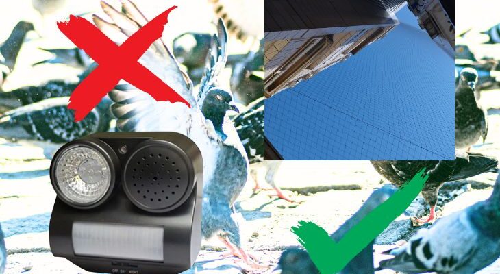 Почему отпугиватель голубей не решает проблему в Израиле