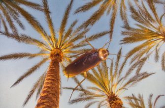 Пальмовый таракан