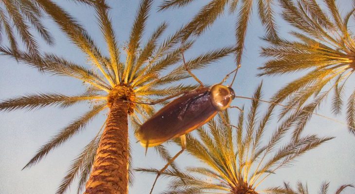 Пальмовый таракан