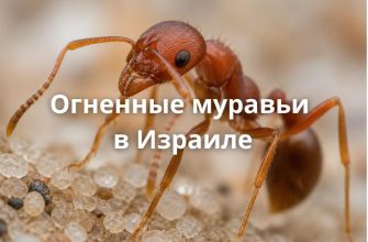 Малый огненный муравей