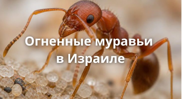 Малый огненный муравей
